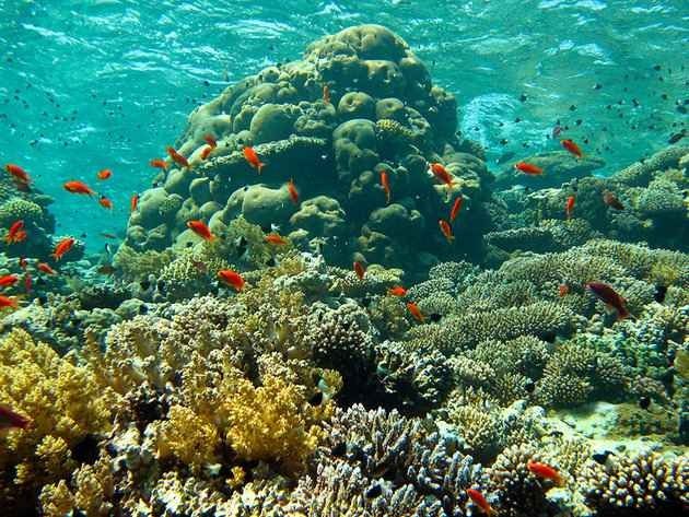 حاجز جاكسون المرجاني Jackson Reef
