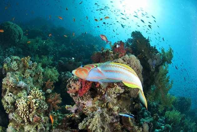حاجز توماس المرجاني Thomas Reef