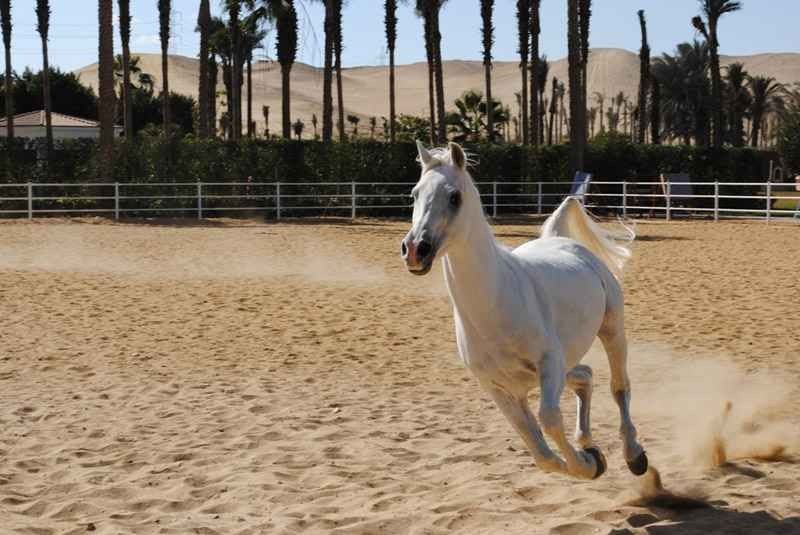 قرية الريف العربي للأحصنة El-Reef El-Araby Horses Village