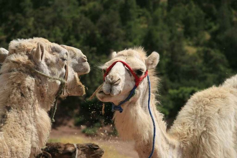 الجمال