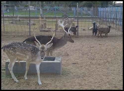 حديقة الحمراء للحيوانات في المدينة المنورة Al Hamraa Park For Animals