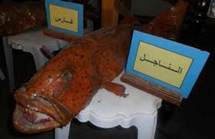 متحف الأحياء البحرية بالمدينة المنورة