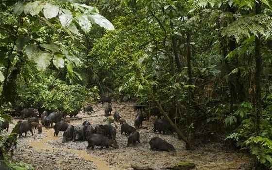 " حديقة ياسونى الوطنية Yasuni National Park " .. افضل معالم السياحة في الاكوادور ..