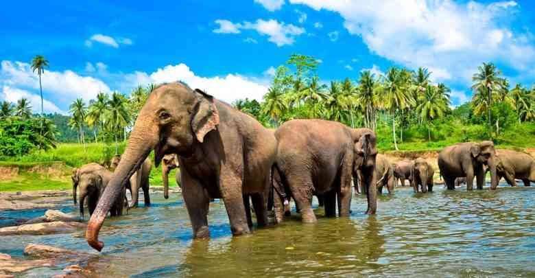 الاماكن السياحيه للاطفال في سريلانكا