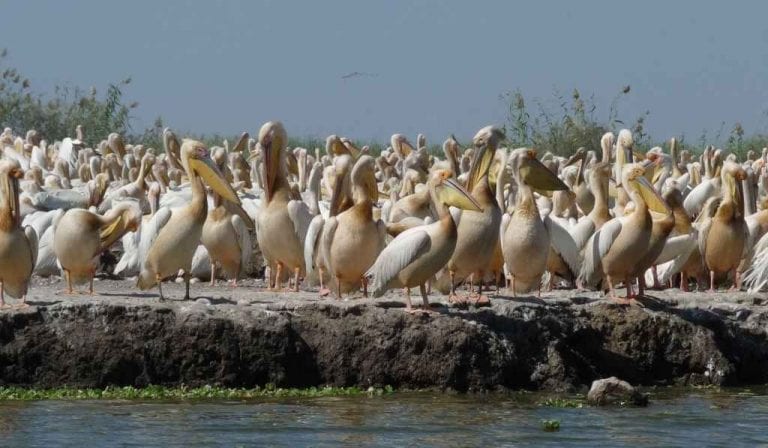 " حديقة الطيور دجودج " .. أهم اماكن السياحة في السنغال ..
