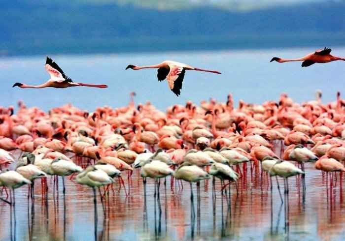 "بحيرة منيارة " .. أهم اماكن السياحة في تنزانيا ..