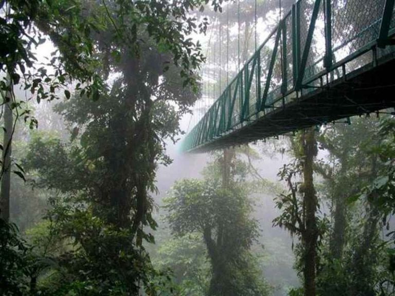 " غابة مونتفردى المغيمة Monteverde Cloud Forest " ..