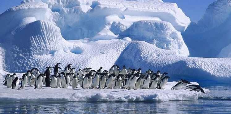 - "الشواطىء" أهم اماكن السياحة في القطب الجنوبى ...