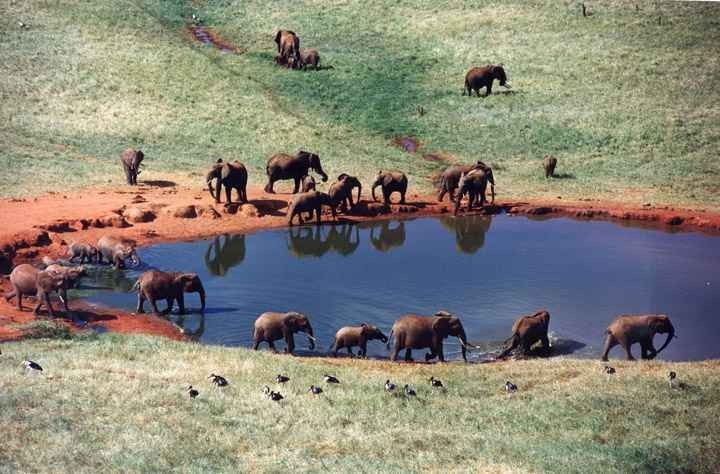 - حديقة "تسافو الوطنية ” Tsavo” ..