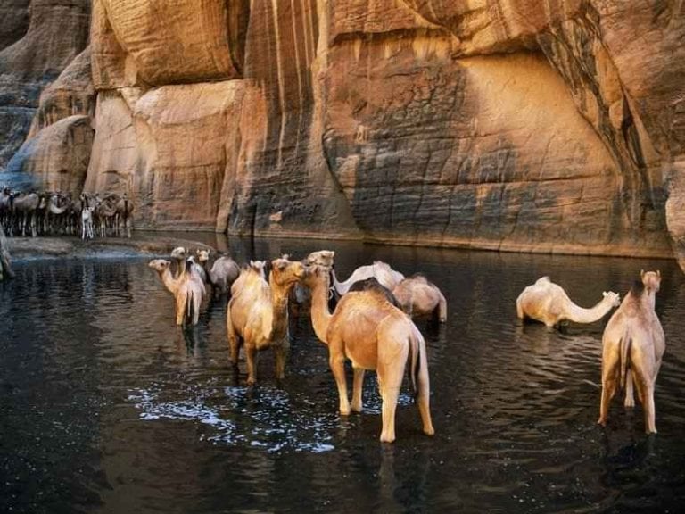 " واحة جيلتا آرشى Oasis Of Guelta dArchei in chad " .. افضل اماكن السياحة في تشاد ..