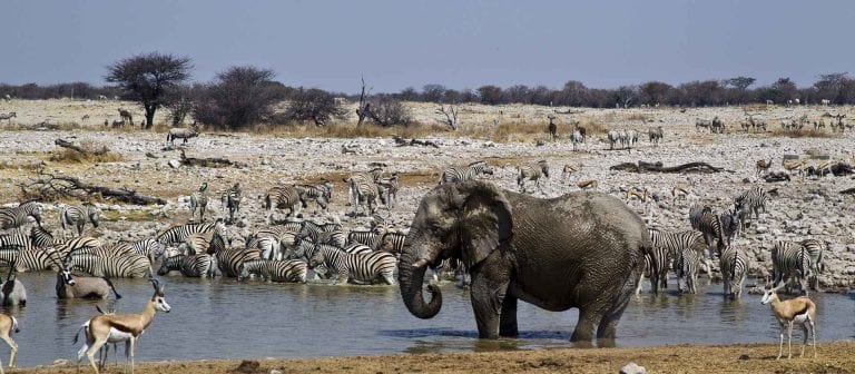 " محمية إيتوشا Etosha National Park " .. اجمل اماكن السياحة في ناميبيا ..
