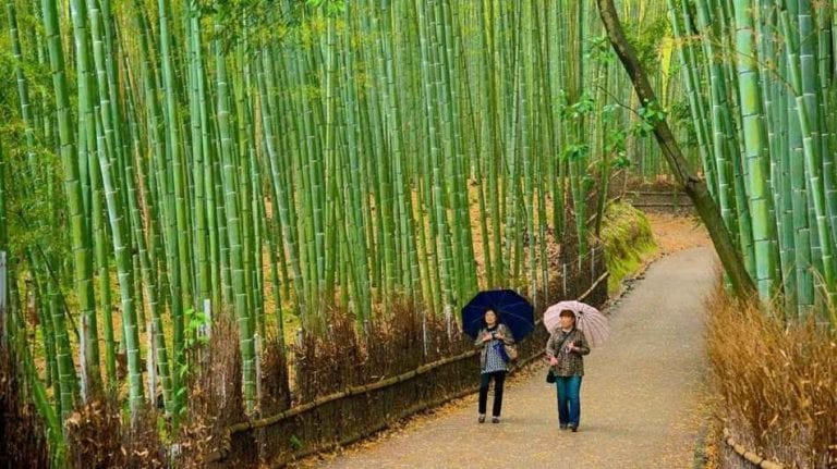 السياحة في كيوتو koyoto - الحديقة النباتية