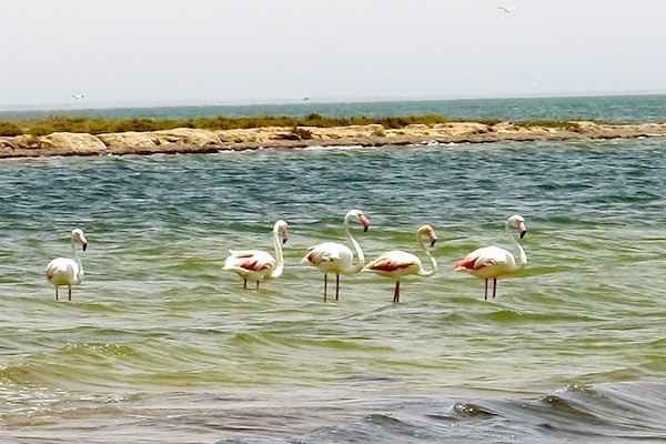 " محمية حوض آركين الوطنية Arguin National Park‏ " .. اجمل اماكن السياحة في موريتانيا ..