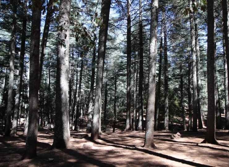 " غابة سيدر غورو  Forest Cedar Guru " .. اهم معالم السياحة في افران ..