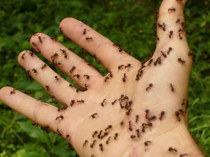 أغرب تقاليد البرازيل .. تحدى النمل ..