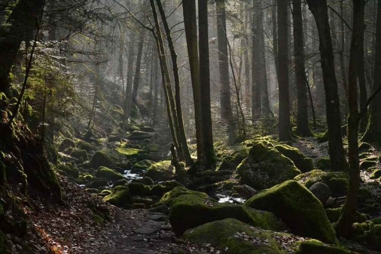 " الغابة السوداء The Black Forest " .. أهم اماكن السياحة في فرايبورغ ..