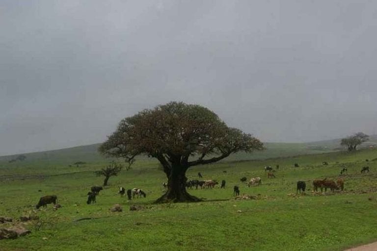 محمية سمحان - منتزهات في صلالة salalah