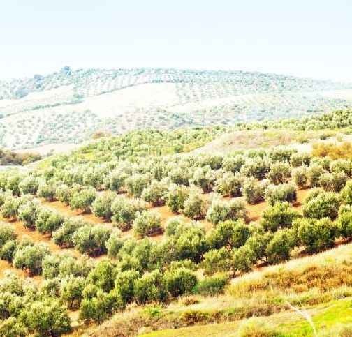 الاماكن السياحية في عجلون الاردن .. " مزارع الزيتون Olive Farms" ..