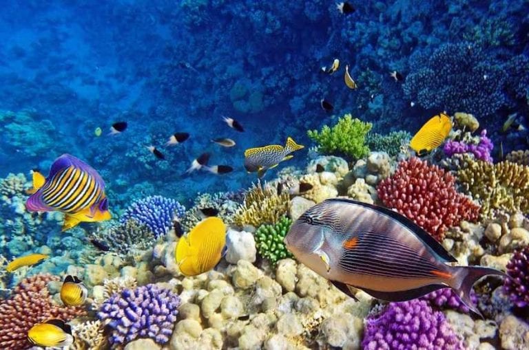 جزيرة أدو المرجانية