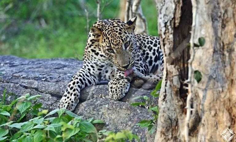 حديقة الحيوان الوطنية - منتزهات في سريلانكا Sri Lanka