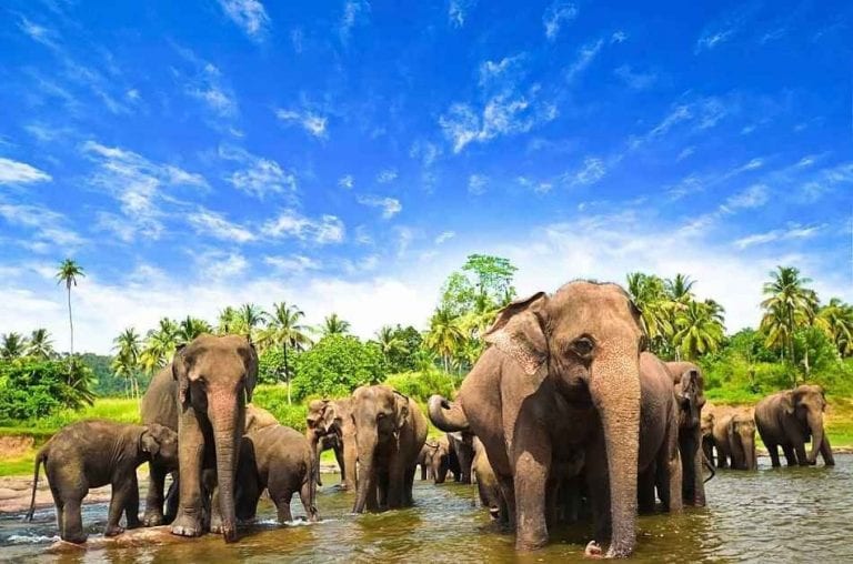 حديقة الفيلة - منتزهات في سريلانكا Sri Lanka