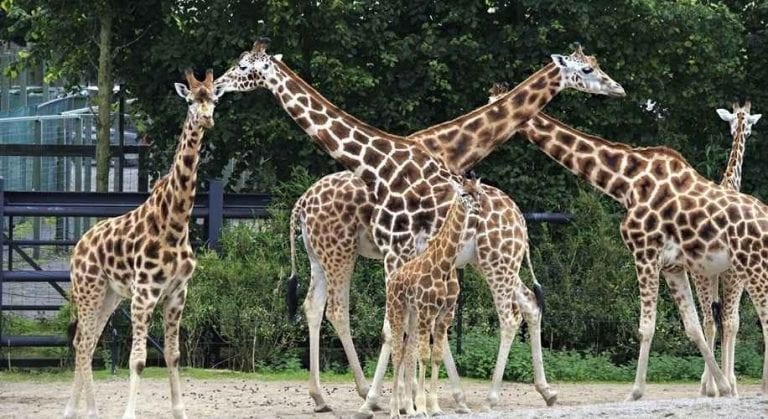 حديقة حيوانات دبلن Dublin Zoo