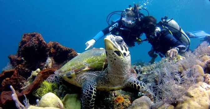 " الغوص Diving in Nusa Lembongan Island " ..