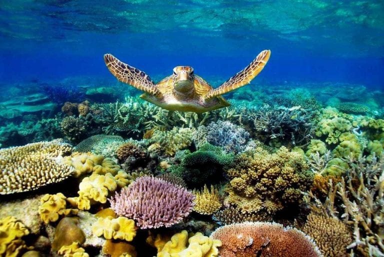  الحاجز المرجانى العظيم Great Barrier Reef