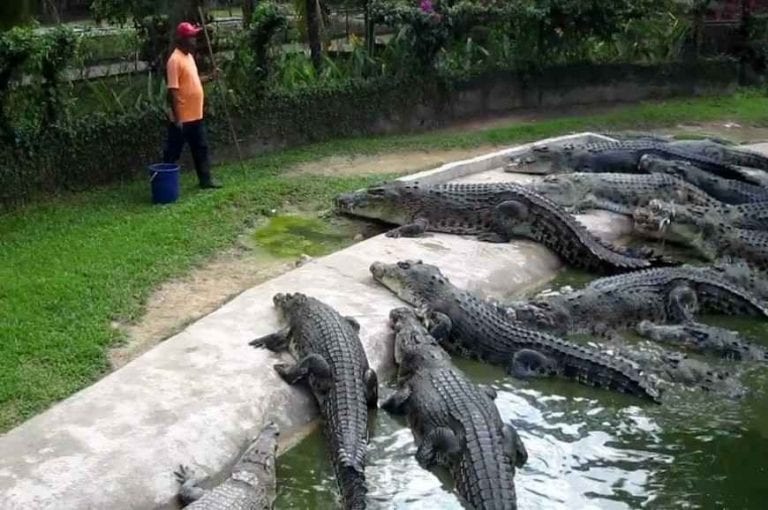" مزرعة تماسيح تيلوك سينجات Teluk Sengat Crocodile Farm " ..