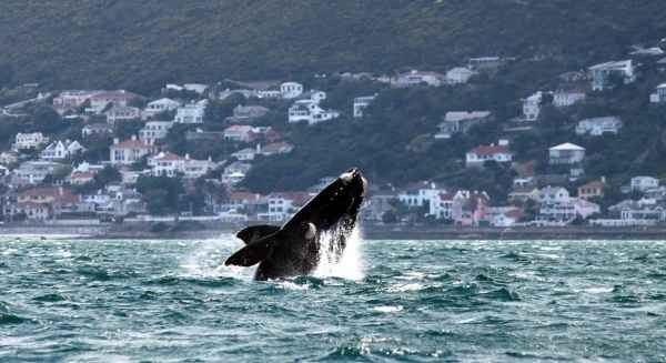 مشاهدة الحوت فى جنوب افريقيا