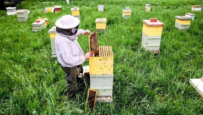  honey bee farms - المناطق السياحية القريبة من مانيلا Manila