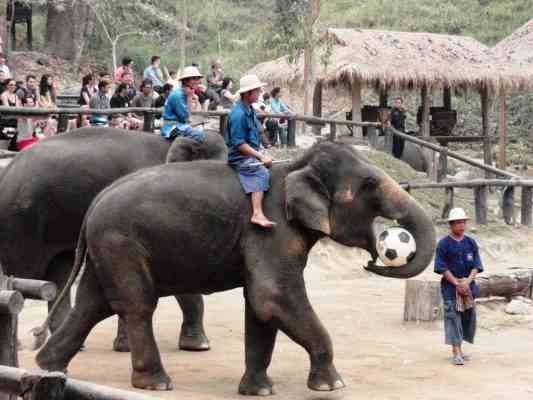  Half Day Tour Elephant at Work - الأنشطة السياحية في شنغماي Chiang mai
