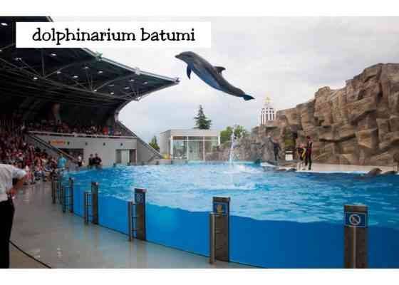  مركز دولفيناريوم باتومي - الأنشطة السياحية في باتومي Batumi