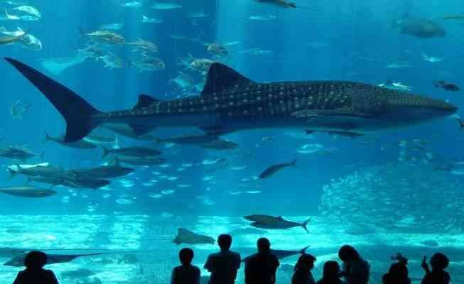 اكواريوم اسطنبول Istanbul Aquarium