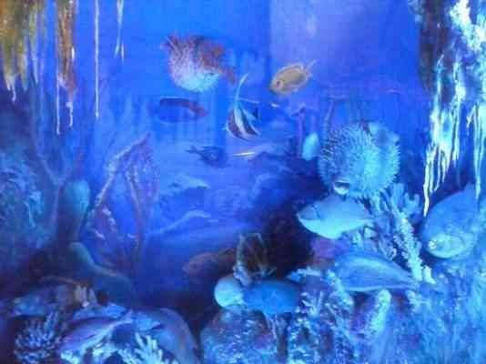 اكواريوم الاسكندرية Alexandria Aquarium
