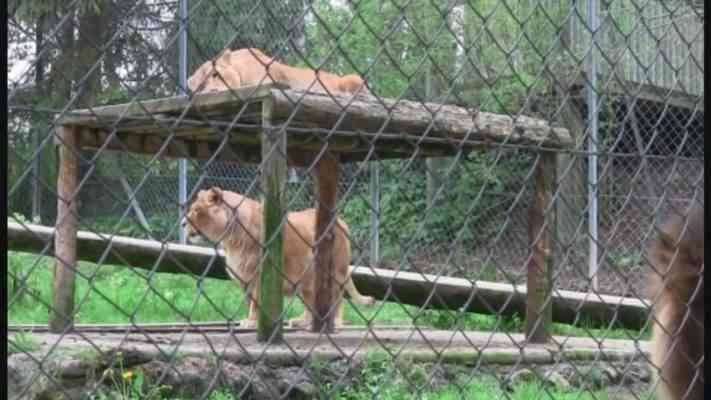  حديقة حيوانات Zoo de Servion - المناطق السياحية القريبة من جنيف Geneva