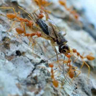 حقائق عن النمل