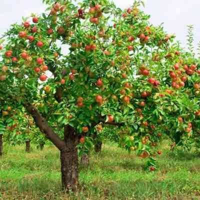 طريقة زراعة التفاح