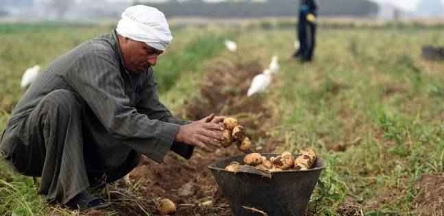 حصاد محصول البطاطس