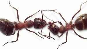 حقائق عن النمل