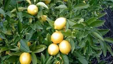 طريقة زراعة الليمون