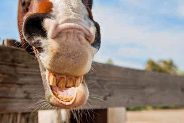أسنان الخيول _ حقائق عن الخيول