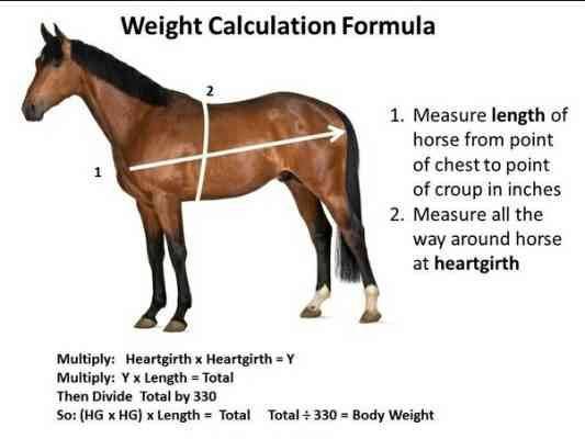 حجم الخيول _ حقائق عن الخيول