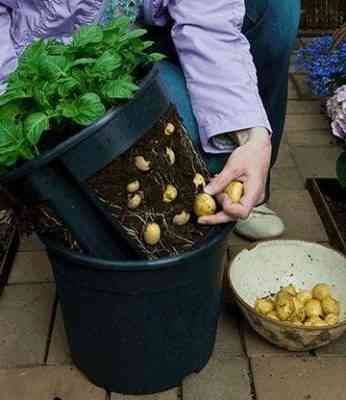 زراعة البطاطس في الحدائق