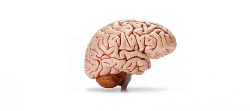 الدماغ .. حقائق عن الدماغ