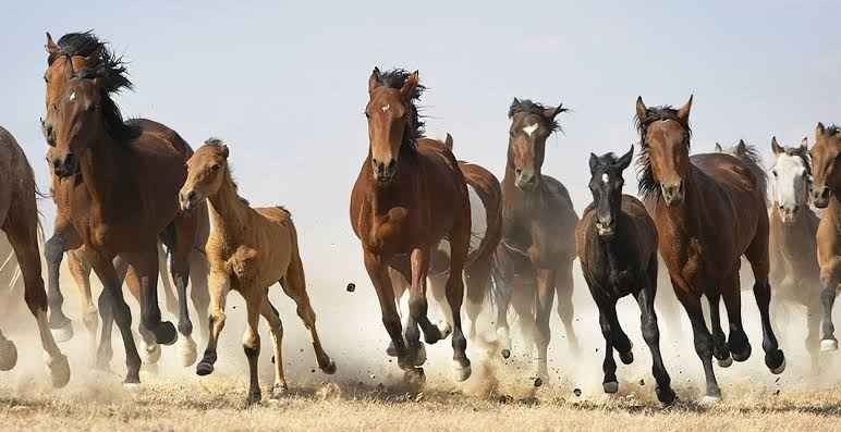 عادات الخيول _ حقائق عن الخيول