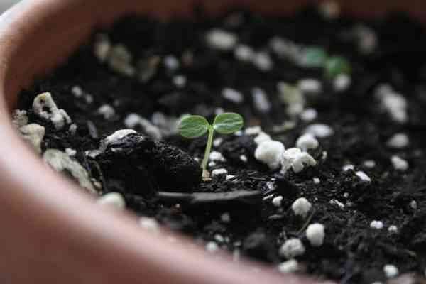 التربة _ طريقة زراعة الكيوى