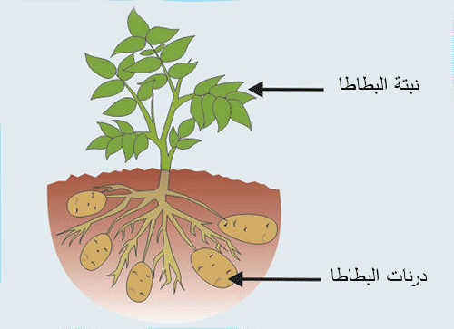 طريقة زراعة البطاطس بالدرنات