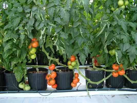 طريقة زراعة الطماطم في المنزل