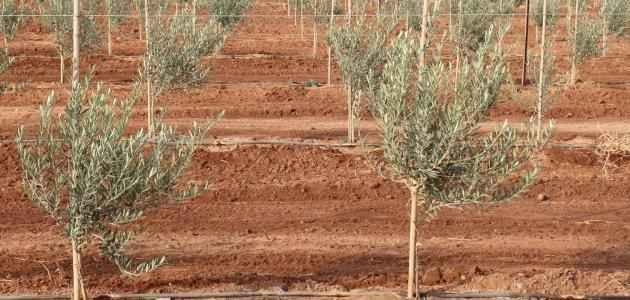 شروط زراعة أشجار الزيتون
